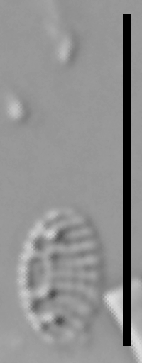 Nitzschia soratensis LM4