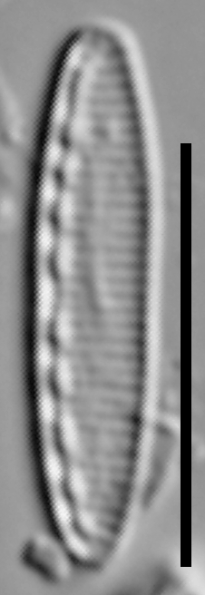 Nitzschia soratensis LM5