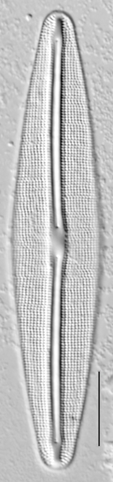 Frustulia incluta LM3