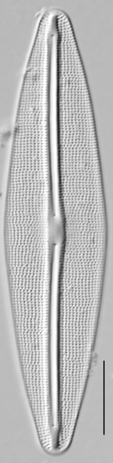 Frustulia incluta LM4