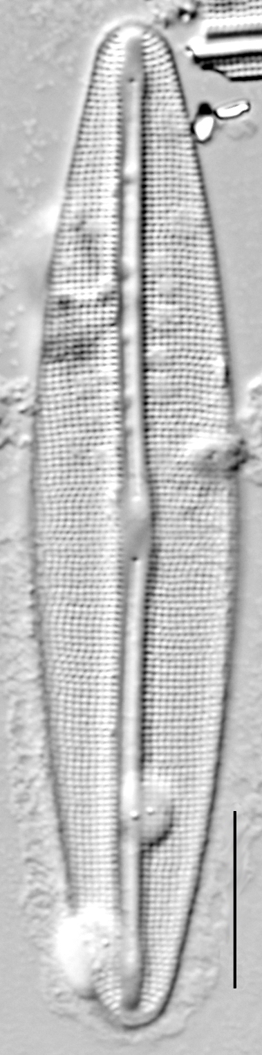 Frustulia incluta LM5