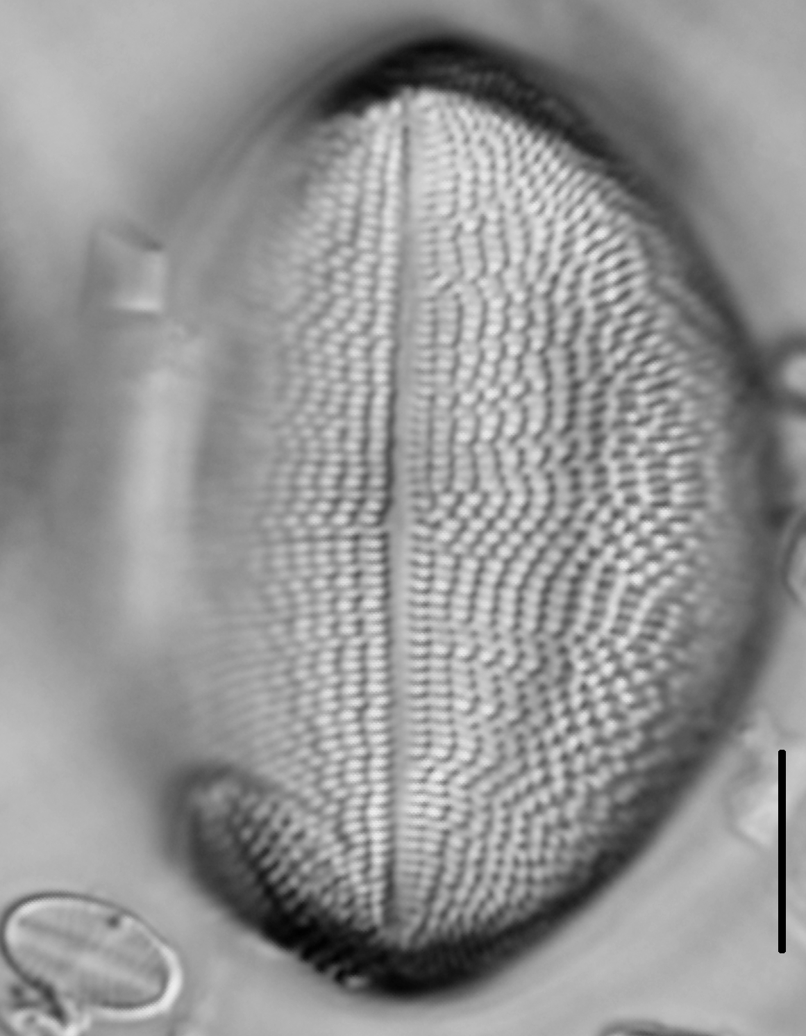 Cocconeis klamathensis LM5