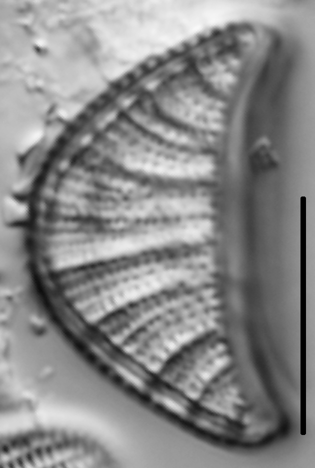 Rhopalodia musculus LM3