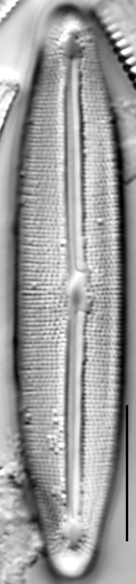 Frustulia neomundana LM3