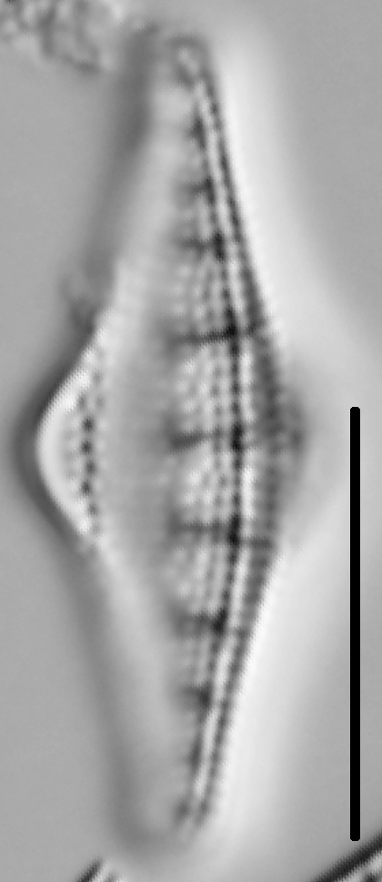 Nitzschia sinuata var tabellaria LM4