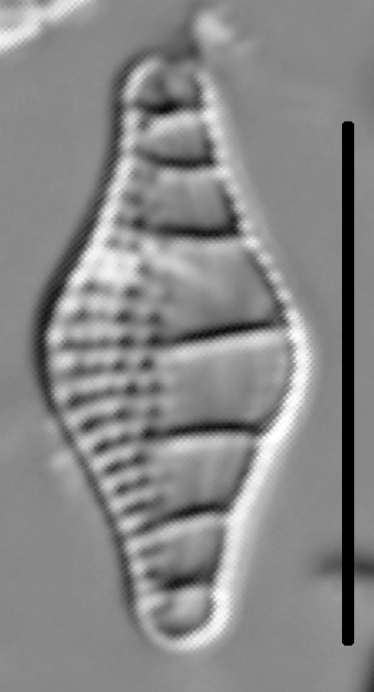 Nitzschia sinuata var tabellaria LM2