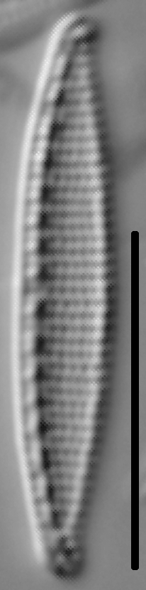 Nitzschia oregona LM5