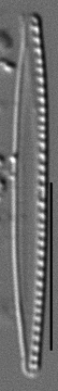 Nitzschia paleacea LM4