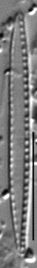 Nitzschia paleacea LM6