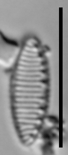 Nitzschia perminuta LM2