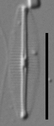 Craticula molestiformis LM1