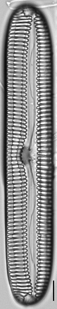 Pinnularia streptoraphe LM7