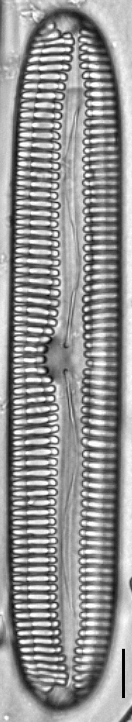 Pinnularia streptoraphe LM3