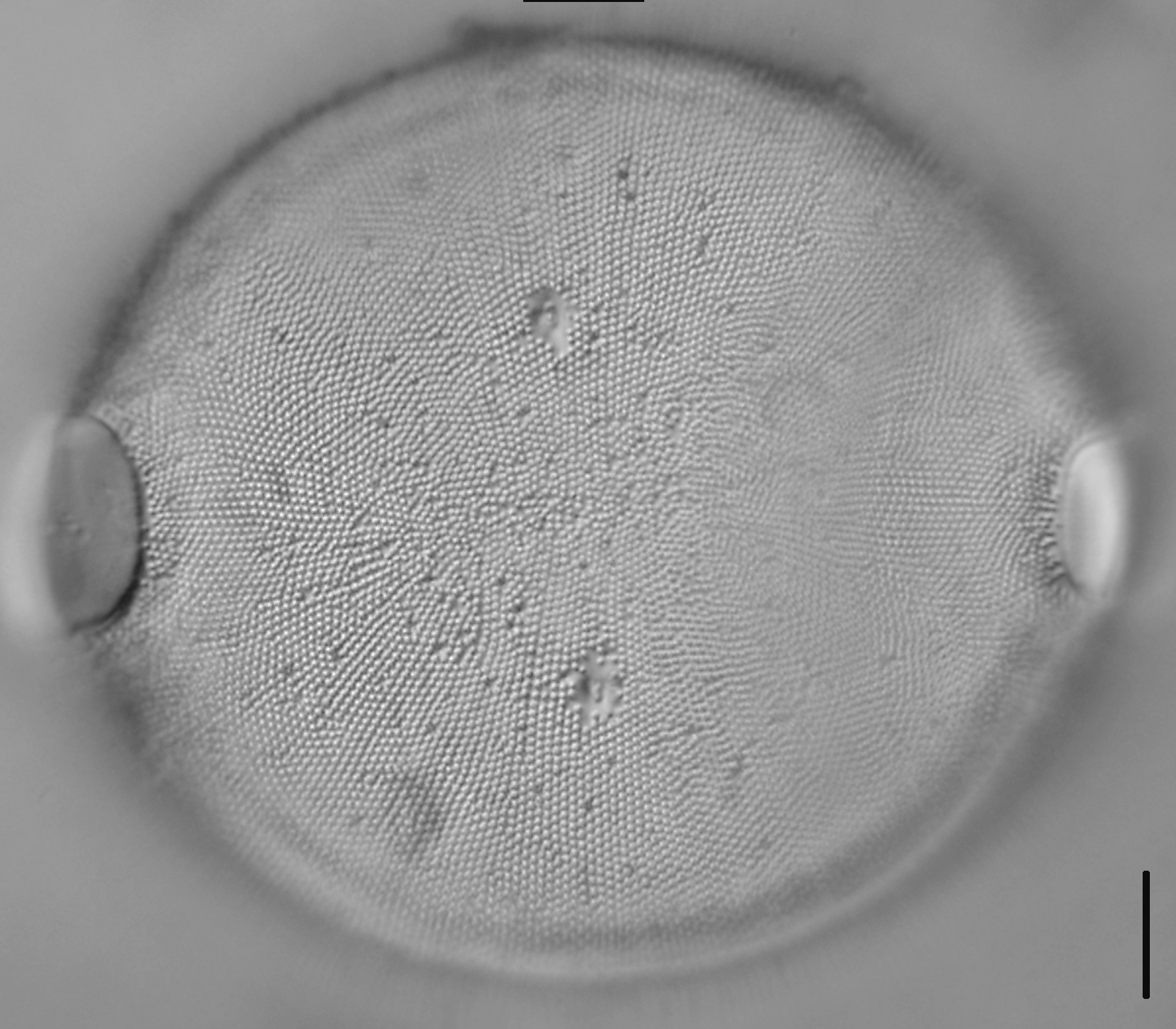 Pleurosira laevis | Species - Diatoms of North America