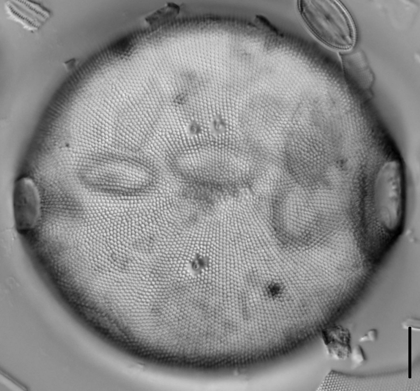 Pleurosira laevis | Species - Diatoms of North America