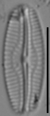 Pseudofallacia monoculata LM6