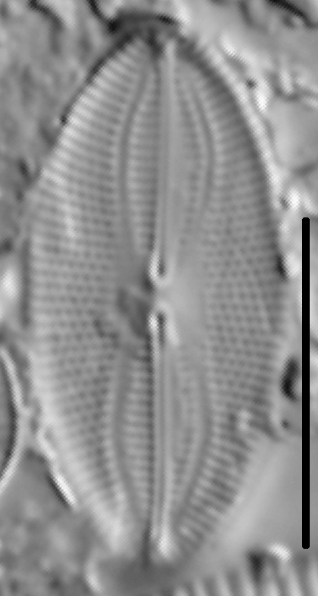 Fallacia pygmaea LM3