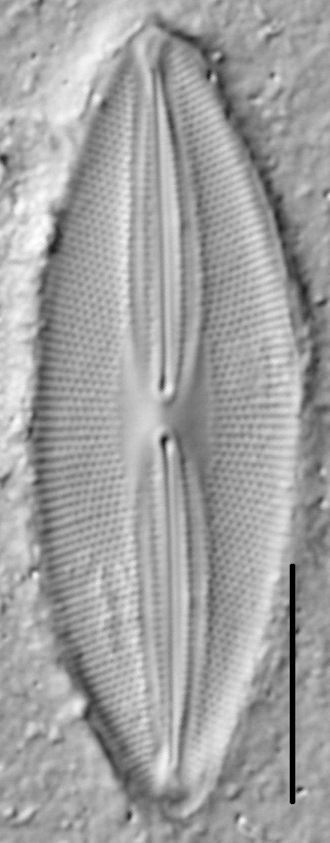 Fallacia pygmaea LM1