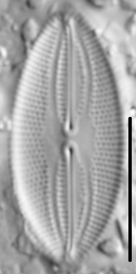 Fallacia pygmaea LM6