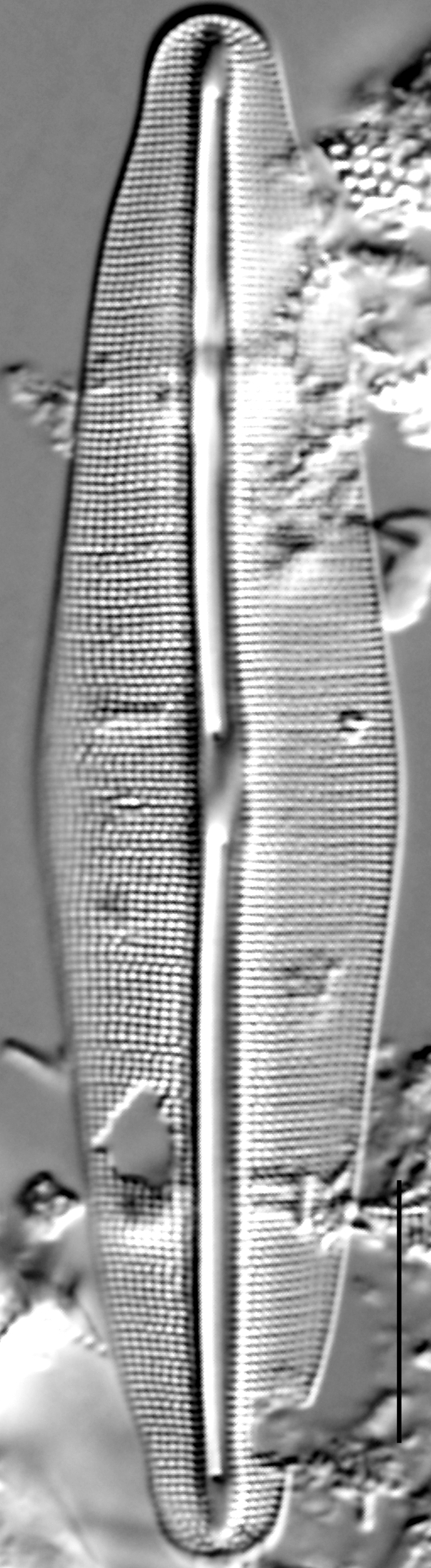 Frustulia quadrisinuata LM3