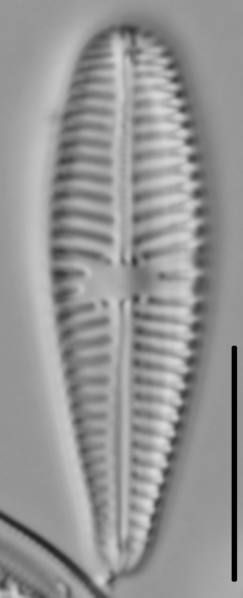 Gomphoneis pseudo-okunoi LM3