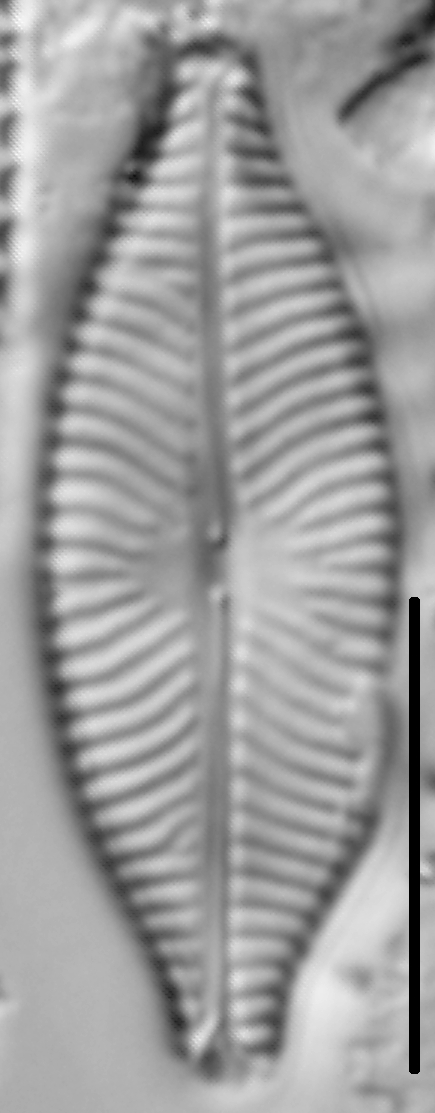 Navicula salinarum LM5