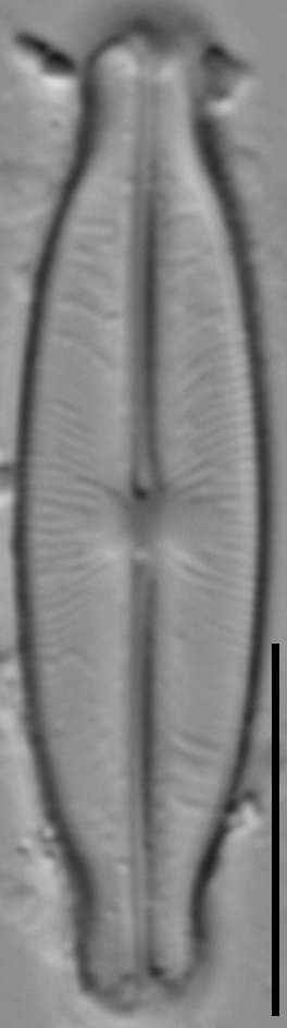 Sellaphora stauroneioides LM4