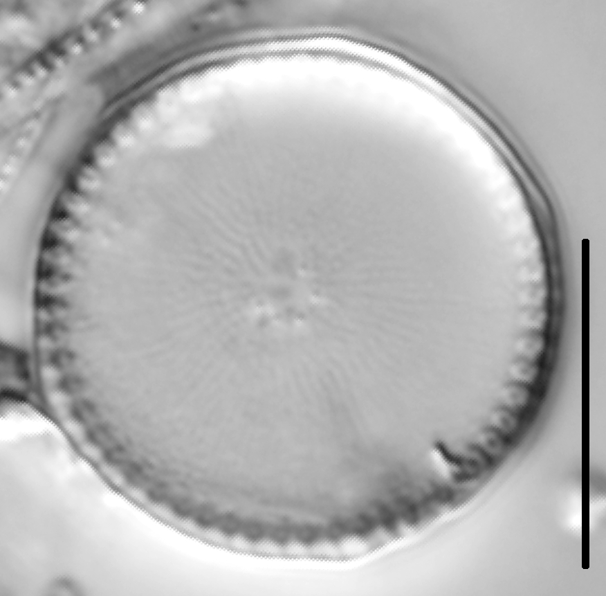 Thalassiosira weissflogii LM5