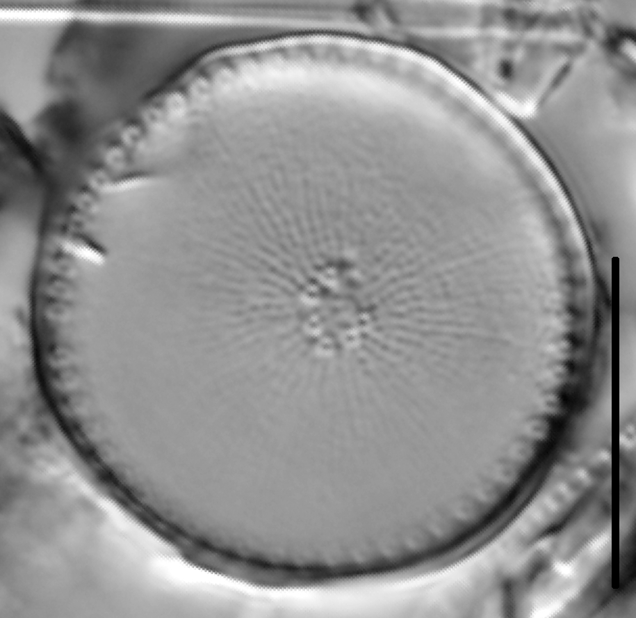 Thalassiosira weissflogii LM3