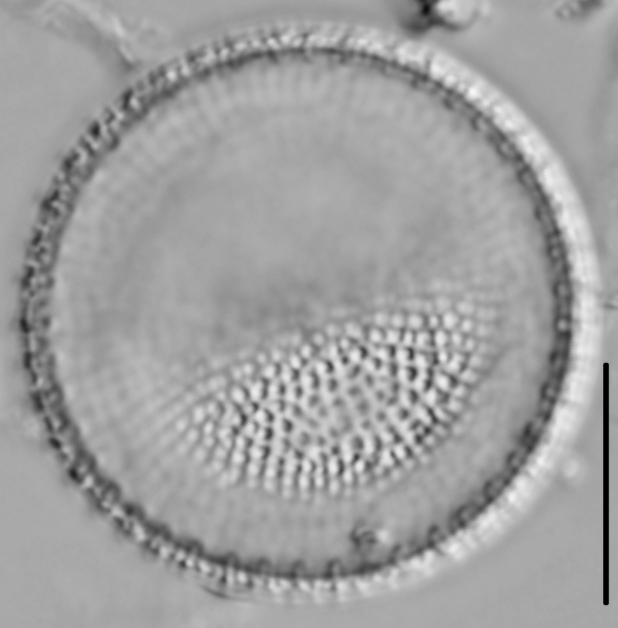 Thalassiosira lacustris LM2