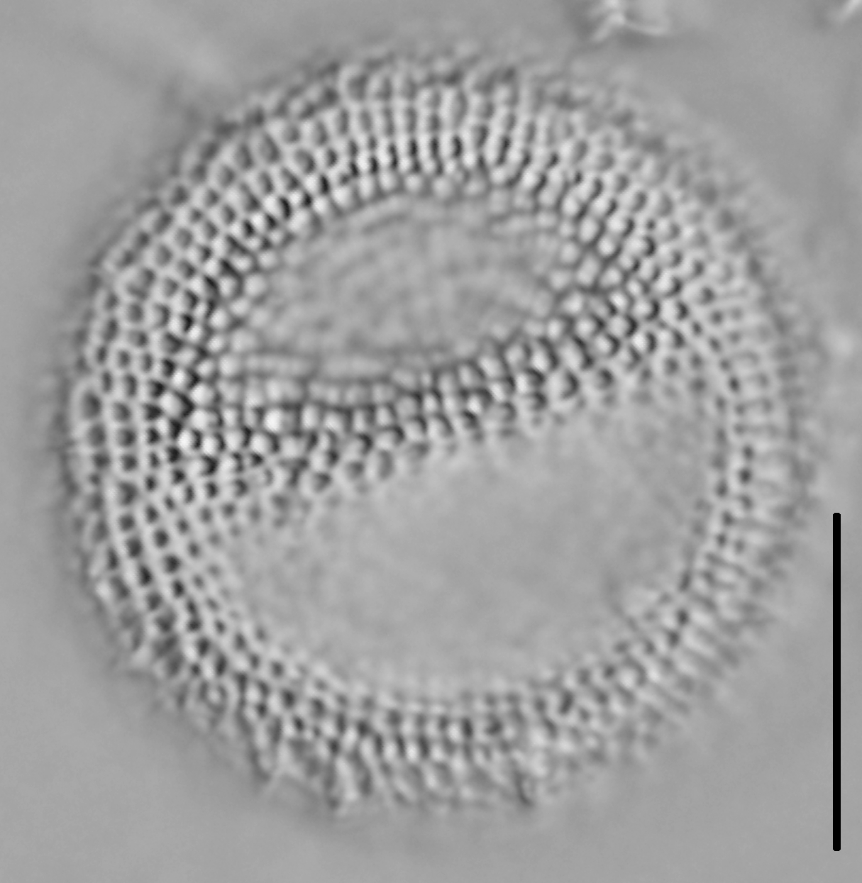 Thalassiosira lacustris LM4