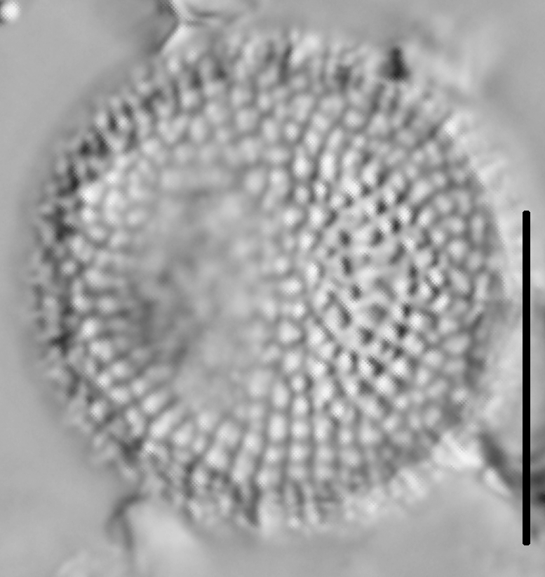 Thalassiosira lacustris LM5