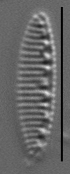 Nitzschia valdecostata LM3