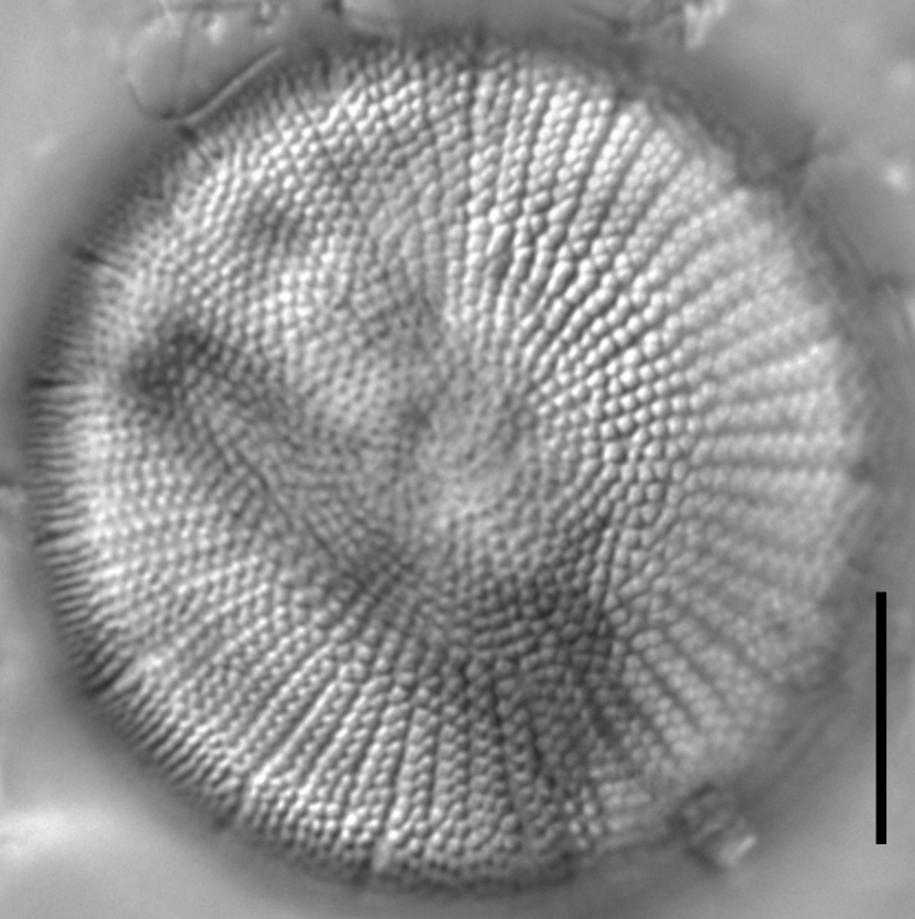 Stephanodiscus yellowstonensis LM3