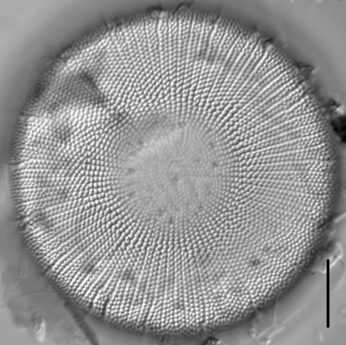 Stephanodiscus yellowstonensis LM2