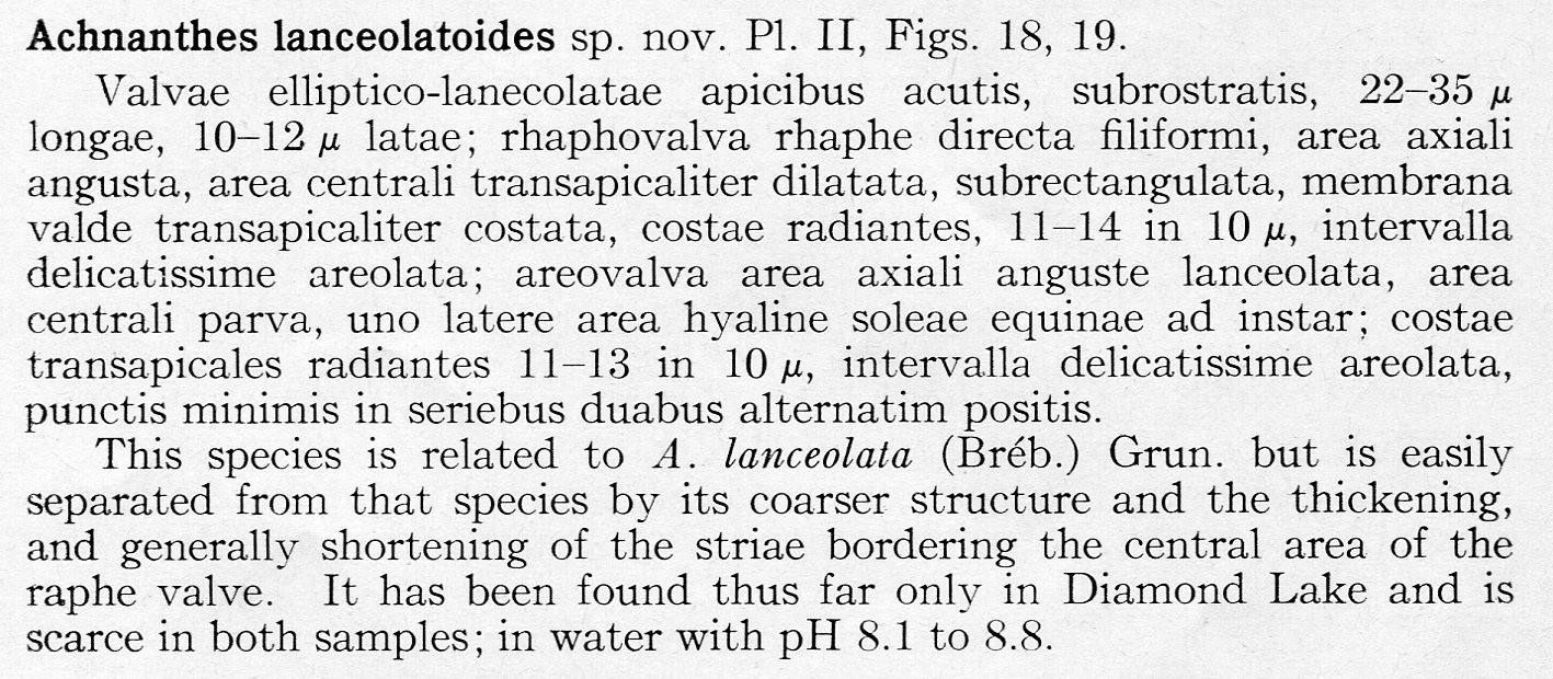 Achnanthes lanceolatoides orig descr