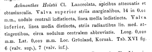 Achnanthes holstii orig descr
