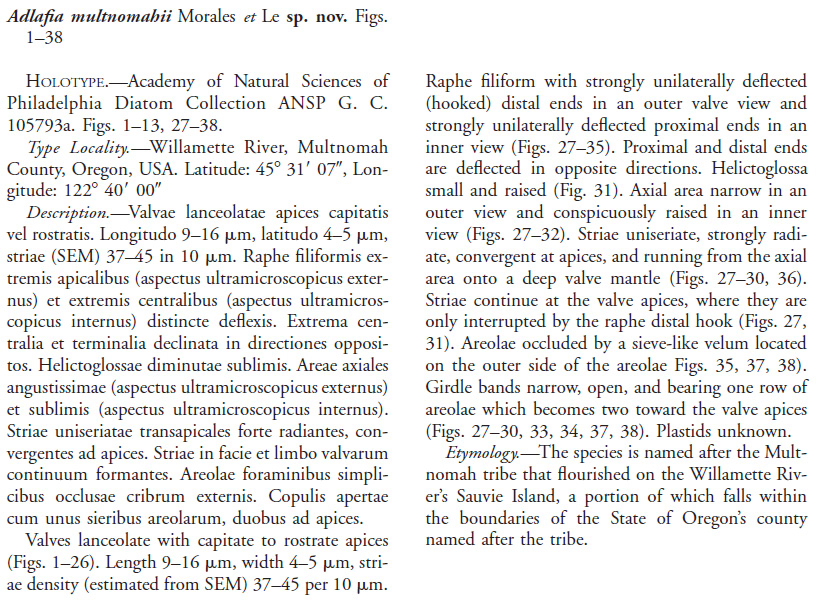 Adlafia multnomahii orig descr