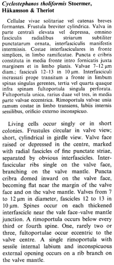 Cyclostephanos tholiformis orig descr