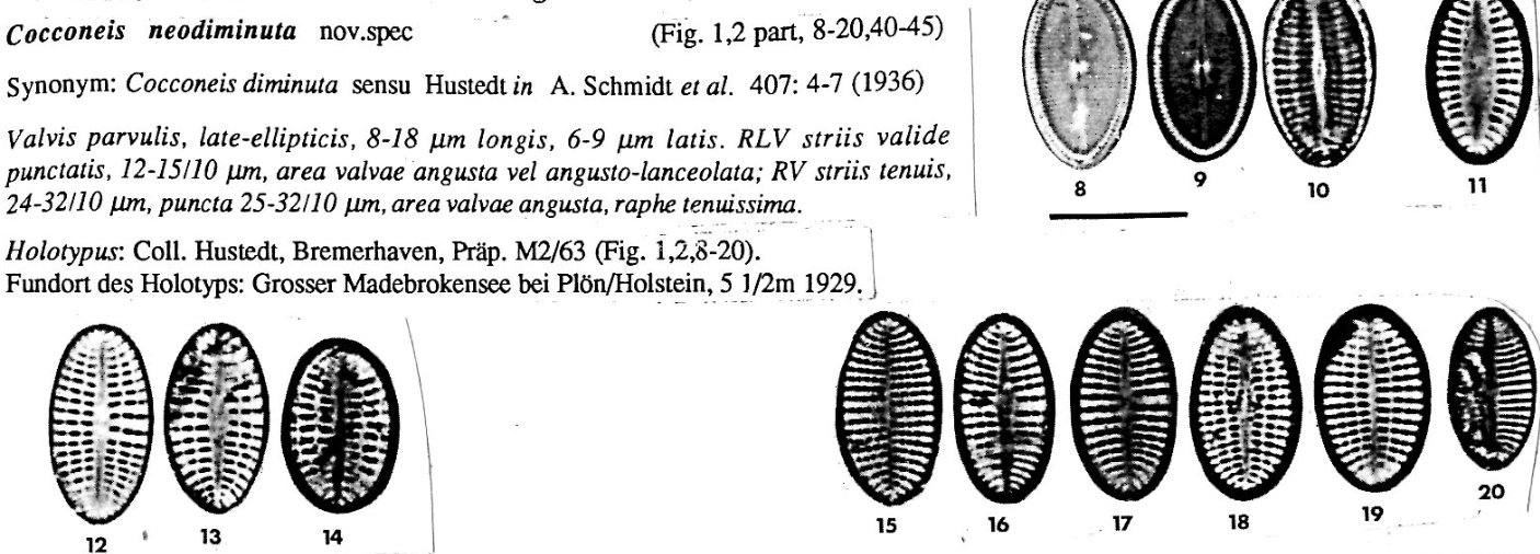 Cocconeis neodiminuta orig desc