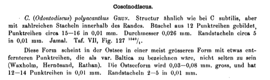 Coscinodiscus polyacanthus var. baltica orig descr