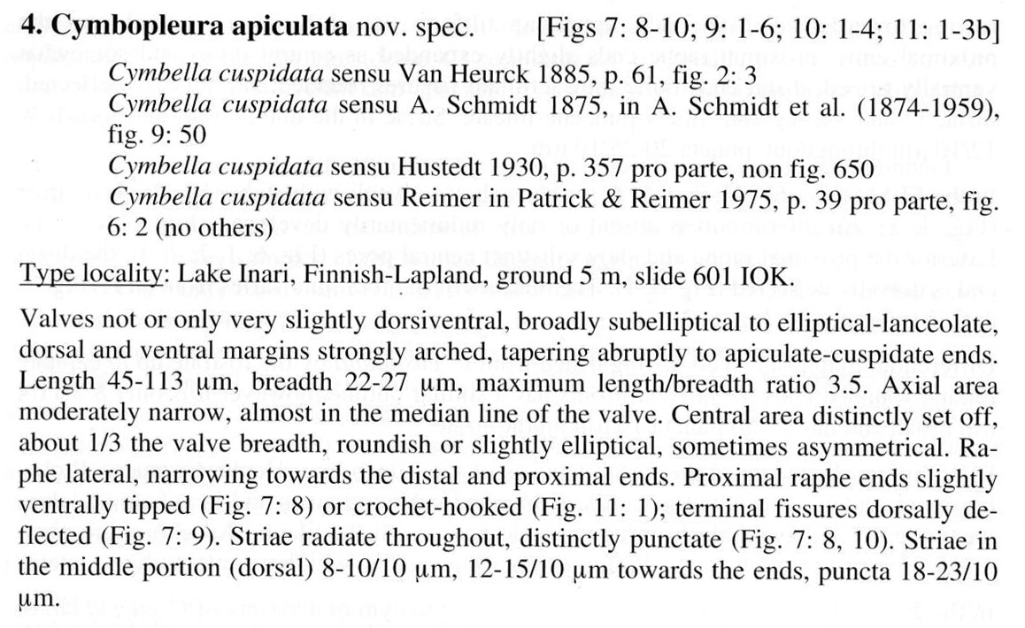 Cymbopleura apiculata orig descr