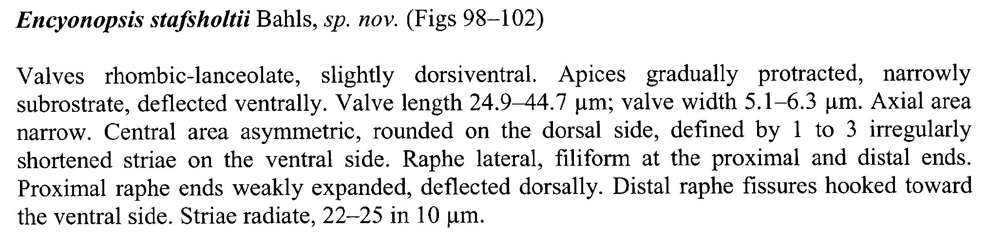 Encyo Stafsholtii Origdesc004