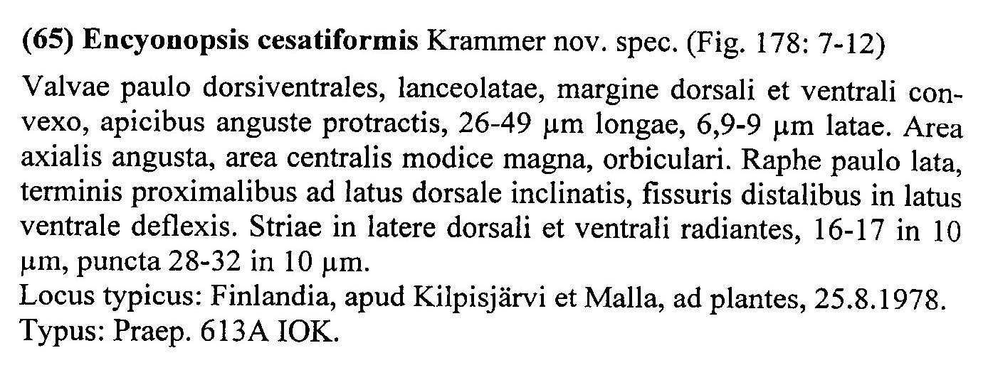 Encyonopsis Cesatiformis Origdesc001