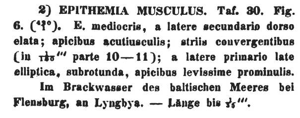 Epithemia Musculus Orig Descr