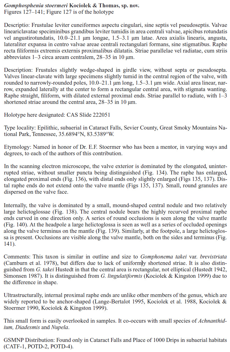 Gomphosphenia Stoermeri orig desc