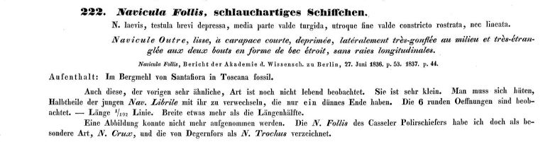 Navicula Follis Ehrenberg 1838 Text 1