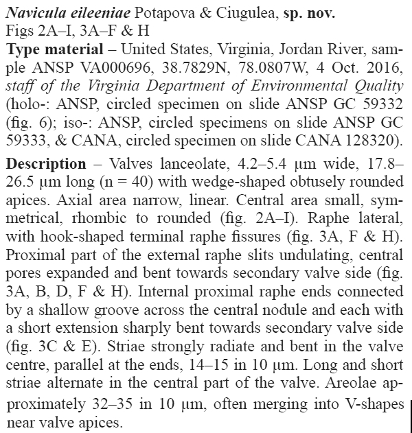 Navicula Eileeniae Orig Descr