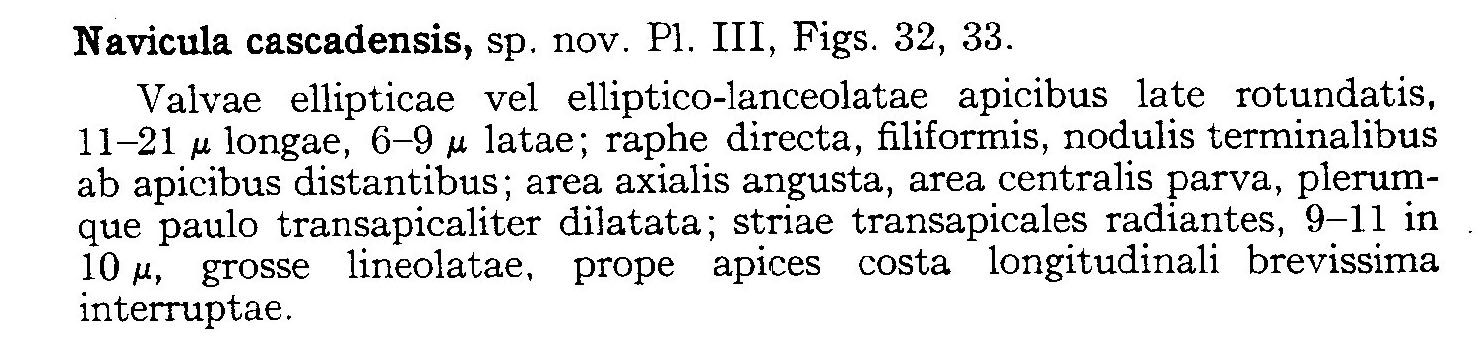 Navicula Cascadensis Origdesc001