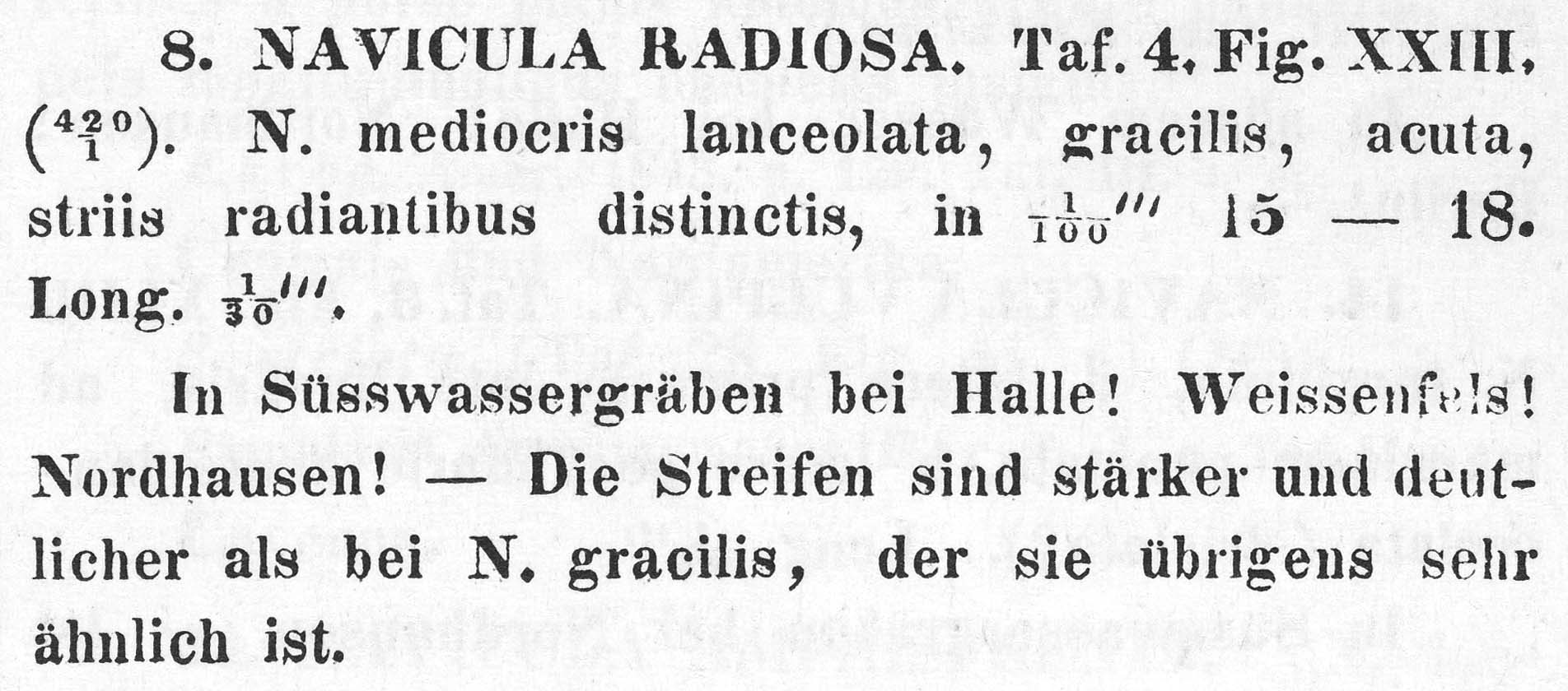 Navicula Radiosa  Descr